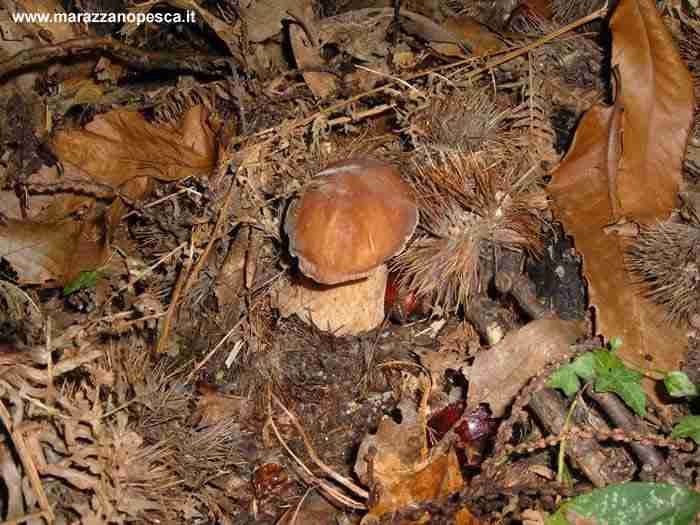  Image name: 136 Porcino.jpg 
 width: 700 pixel 
 height: 525 pixel 
 Size: 39140 bytes 
 Click to enlarge 